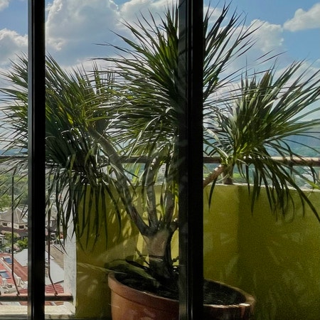 Photo of the plant species Cabbage Tree by Graham named Bedroom Balcony on Greg, the plant care app