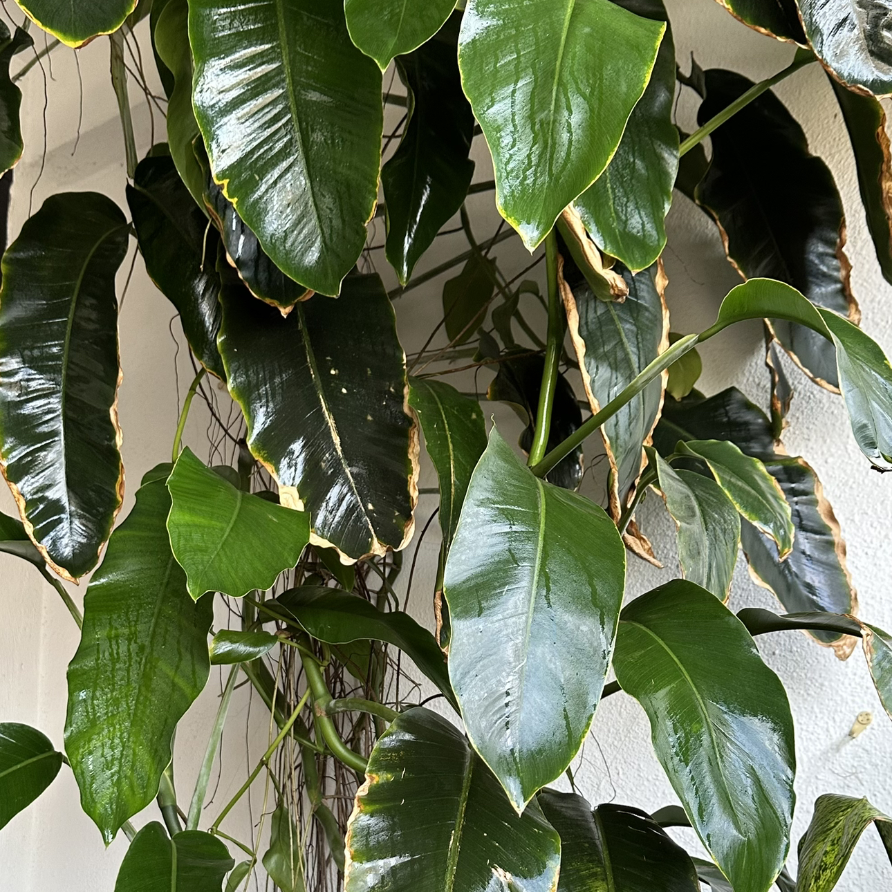 Photo of the plant species Epipremnum giganteum by Graham named Lofty on Greg, the plant care app