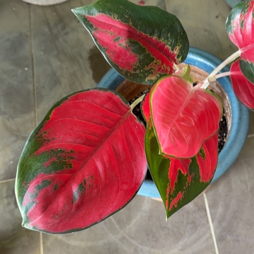 Photo of the plant species Suksom Jaipong Aglaonema by Graham named Amy on Greg, the plant care app