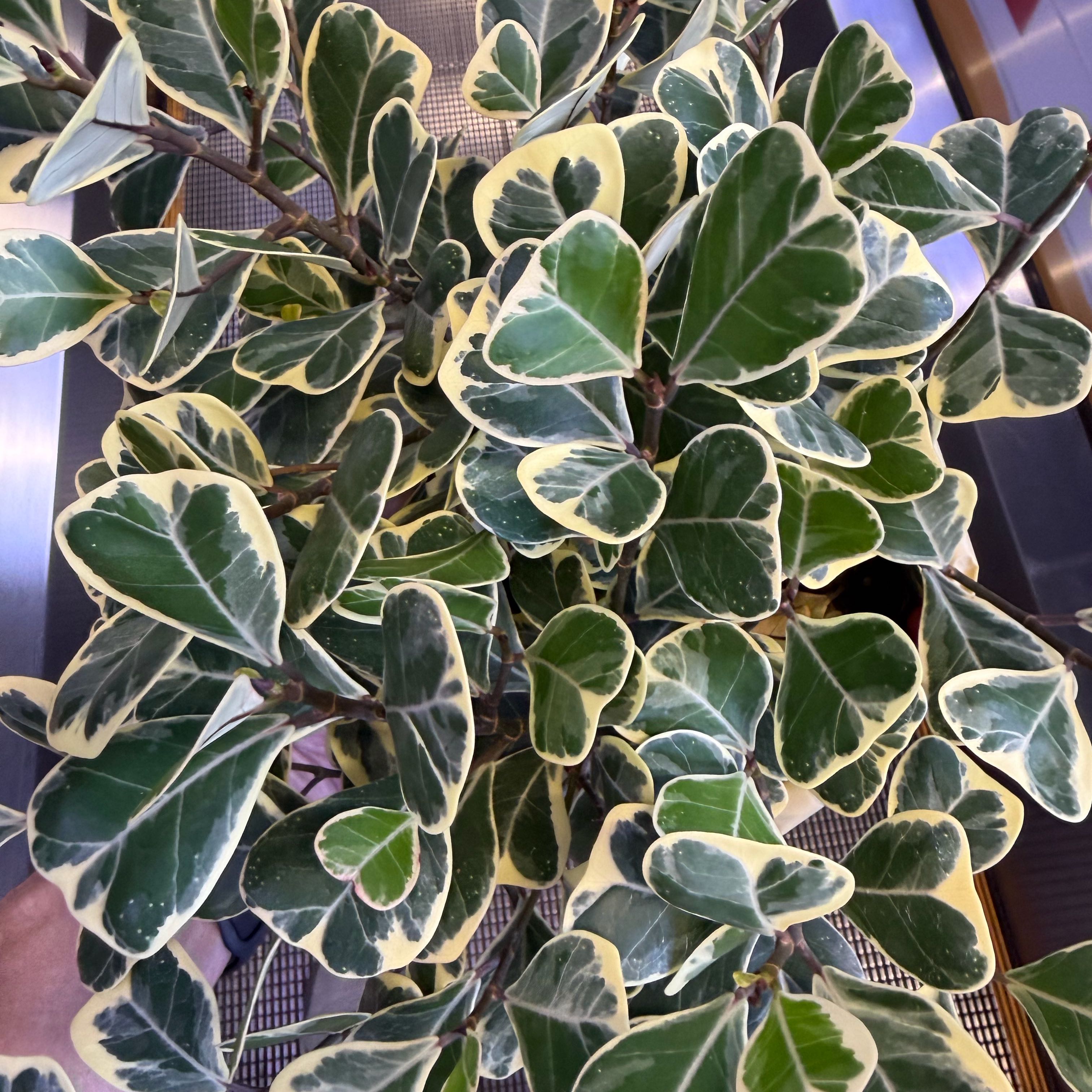 Photo of the plant species Ficus Triangularis by Graham named Figgy on Greg, the plant care app