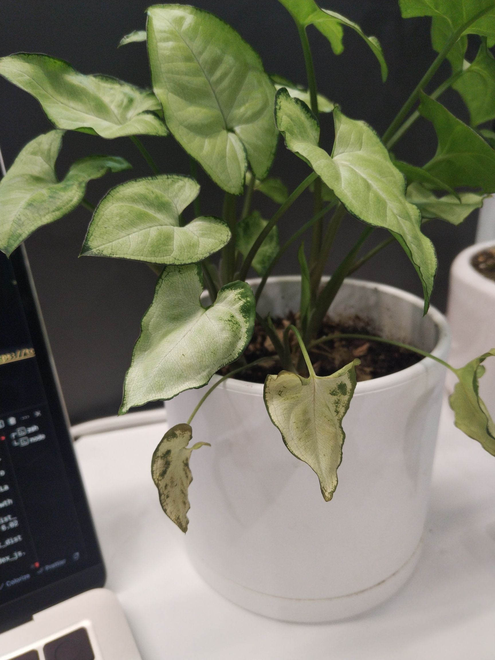 Why American Evergreen Is A Perennial Plant