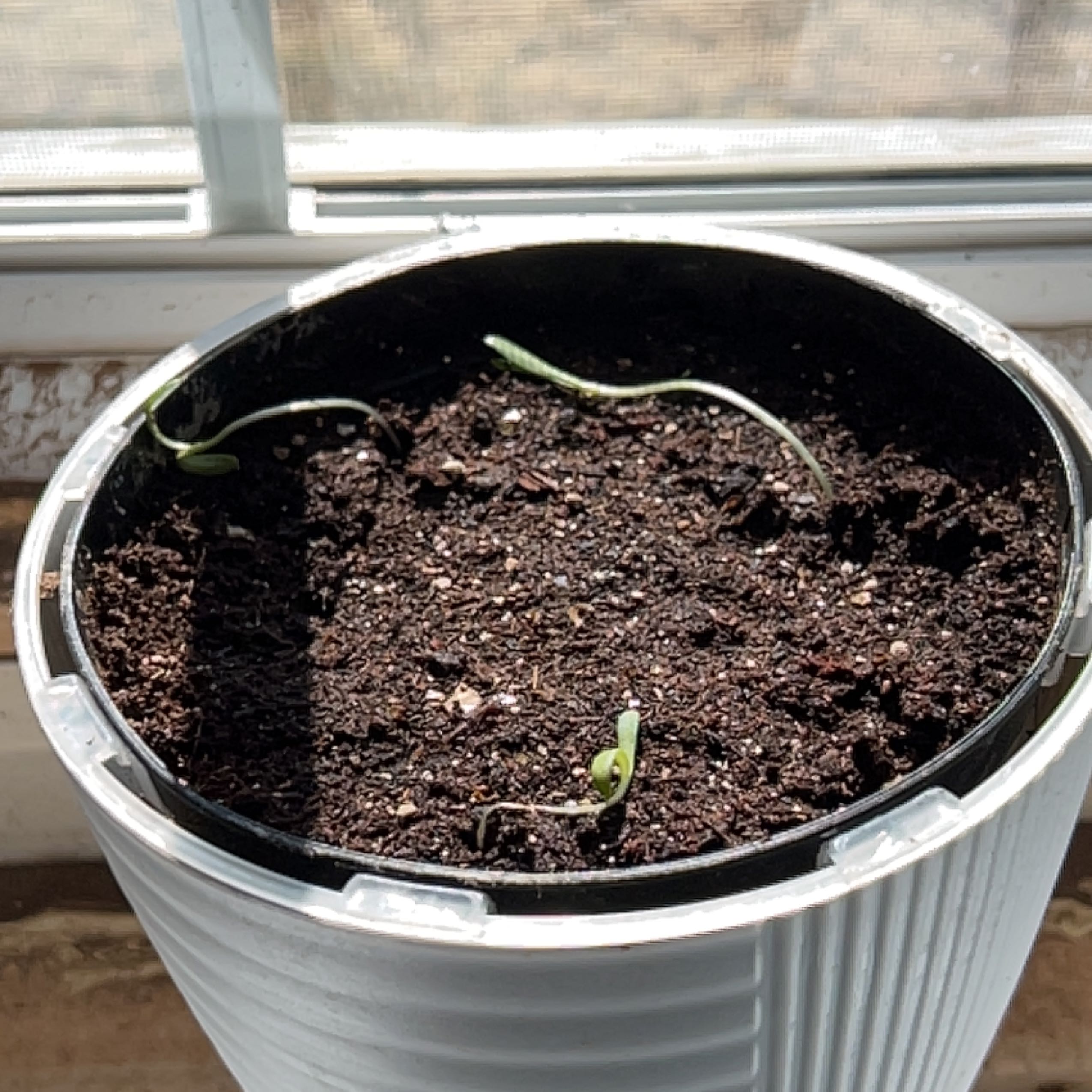 Photo of the plant species Calendula 'Oktoberfest' by @NiceSaucerplant named Dula on Greg, the plant care app