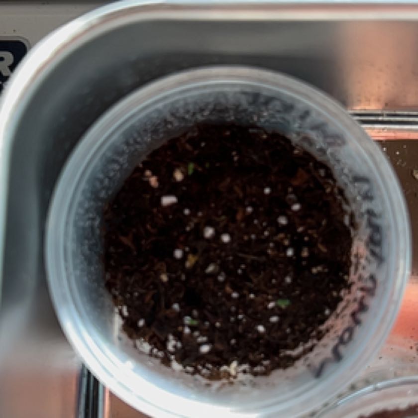 Photo of the plant species mountain mints by @NiceSaucerplant named Jack on Greg, the plant care app