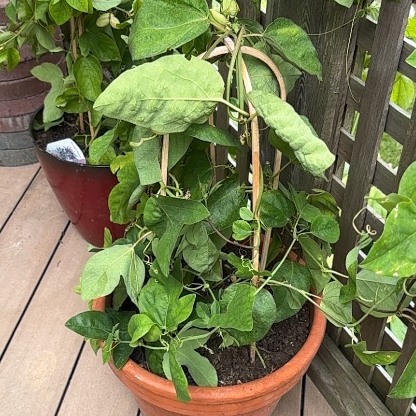 Photo of the plant species Passion Flower Vine by @FineJellybaby named Naomi on Greg, the plant care app