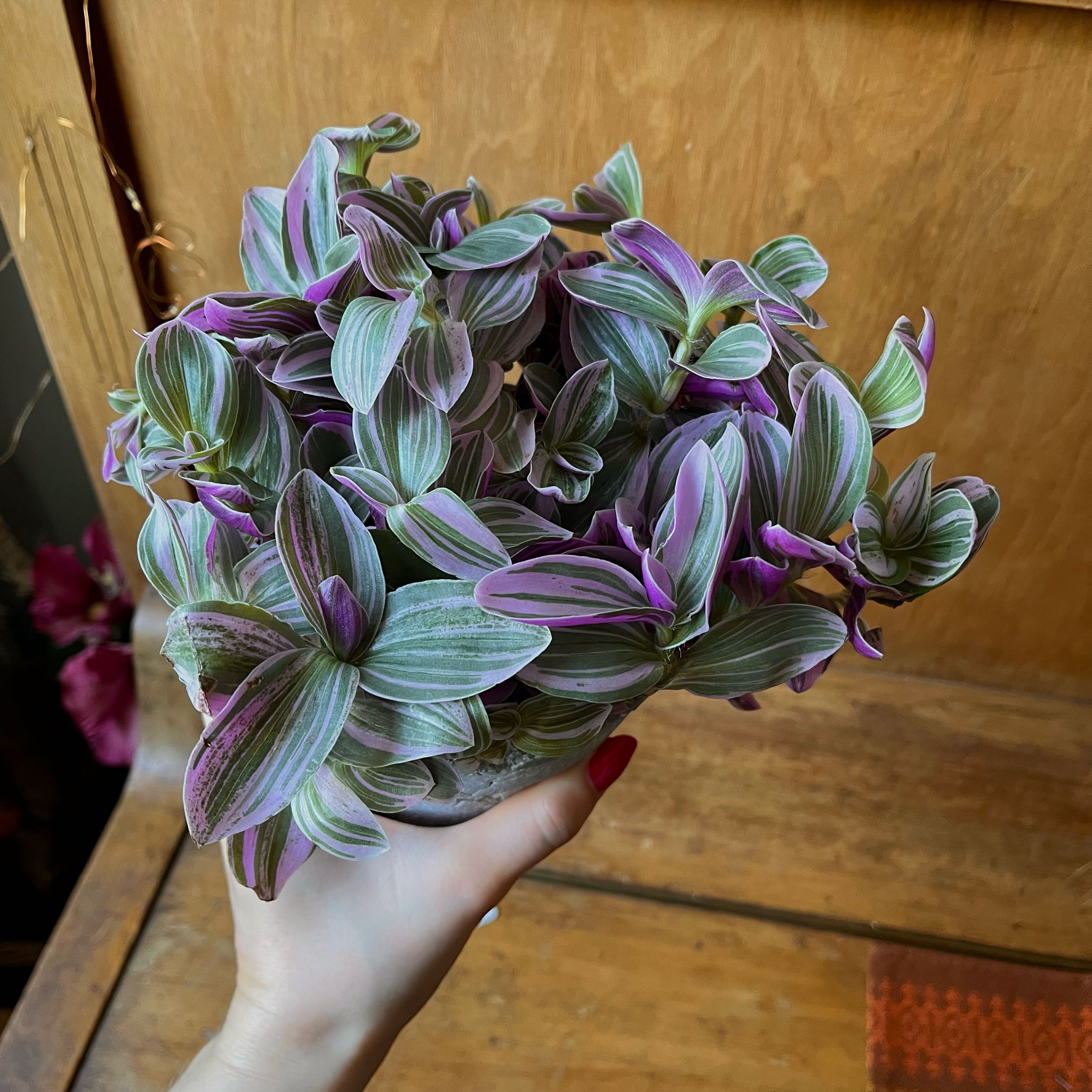 Photo of the plant species Sweet Sweetness by @verynice named Lillā saldais on Greg, the plant care app