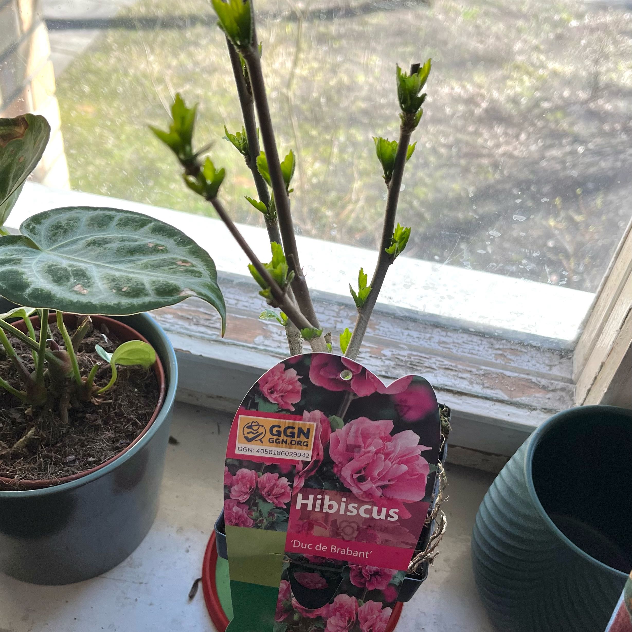 Photo of the plant species Rose of Sharon 'Duc de Brabant' by @verynice named Captain Plant-it on Greg, the plant care app