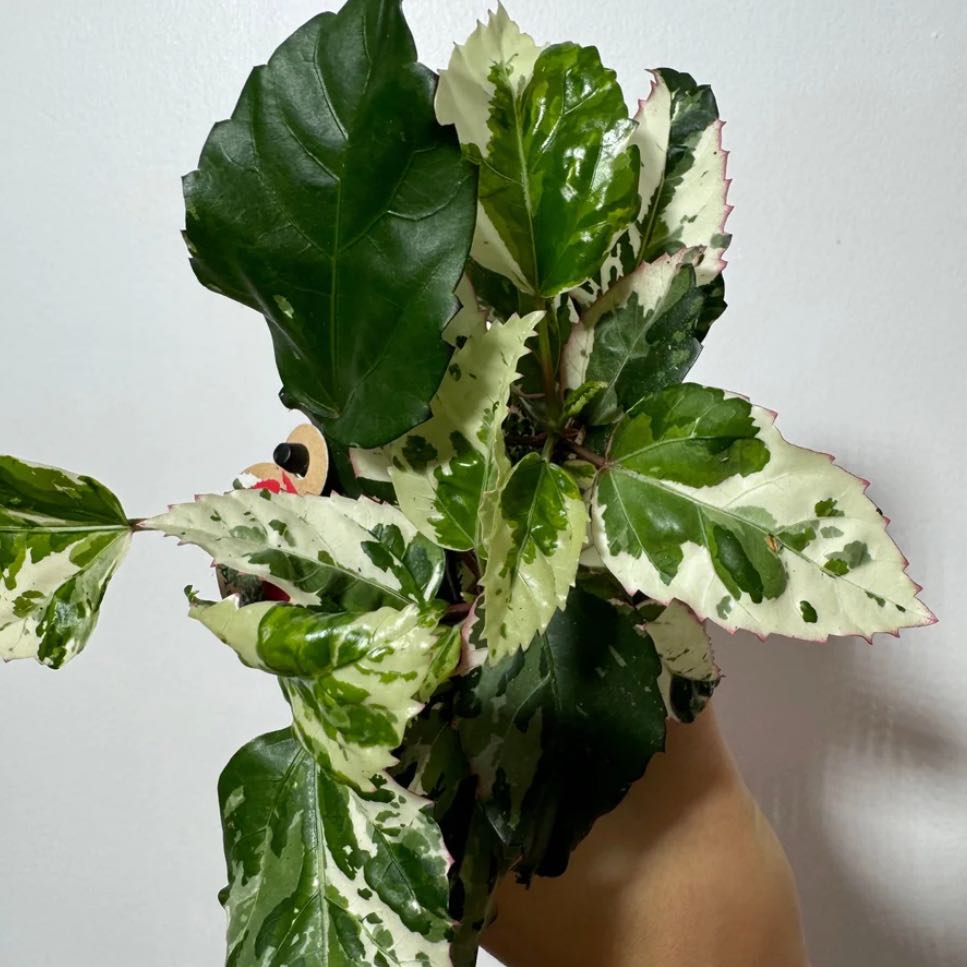 Photo of the plant species Tri-colour Variegated Hibiscus by @verynice named Sherlock on Greg, the plant care app