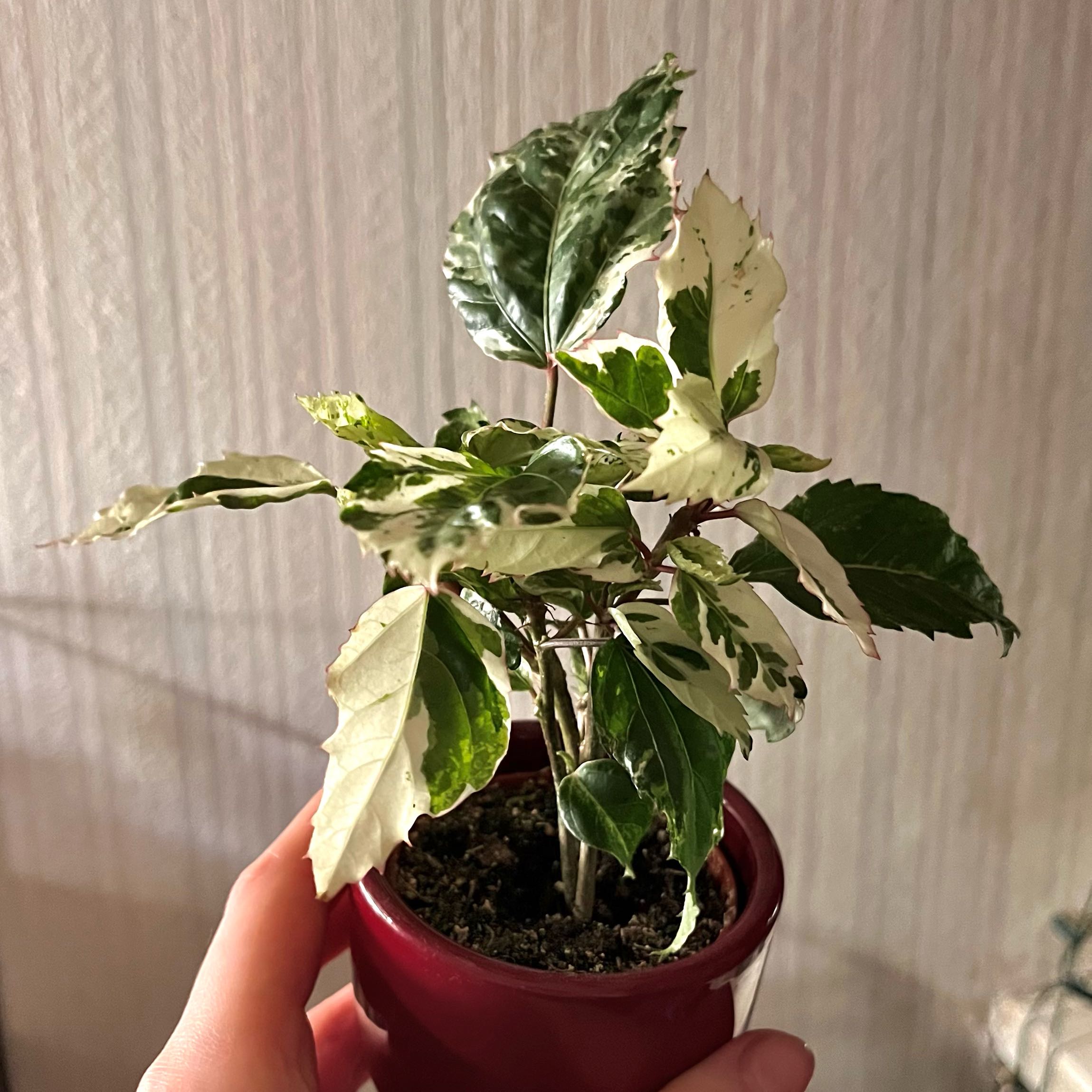 Photo of the plant species Hibiscus 'Snow Queen' by @verynice named Darwin on Greg, the plant care app