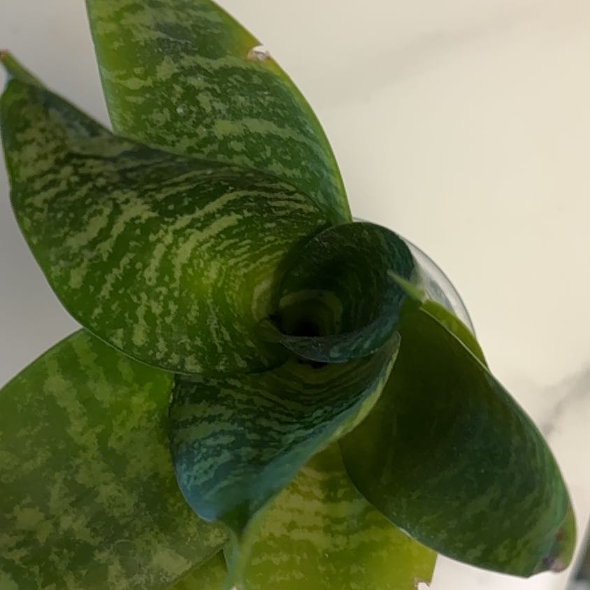 Photo of the plant species sanseviera trifasciata 'golden hahnii' by @MatureBabyburro named Nido de pájaro on Greg, the plant care app
