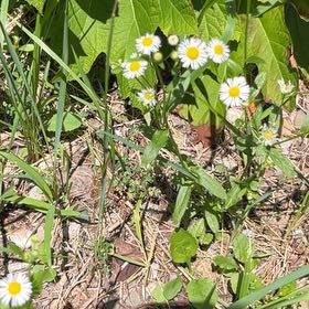 Photo of the plant species Philadelphia Fleabane by @GoodyDragonfire named Gomez on Greg, the plant care app