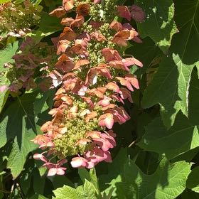 Photo of the plant species Oakleaf Hydrangea by @GoodyDragonfire named Leaf Erickson on Greg, the plant care app