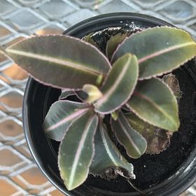 Photo of the plant species Labisia pumila 'Electric Pink' by @CozyMaidengrass named James Dean on Greg, the plant care app
