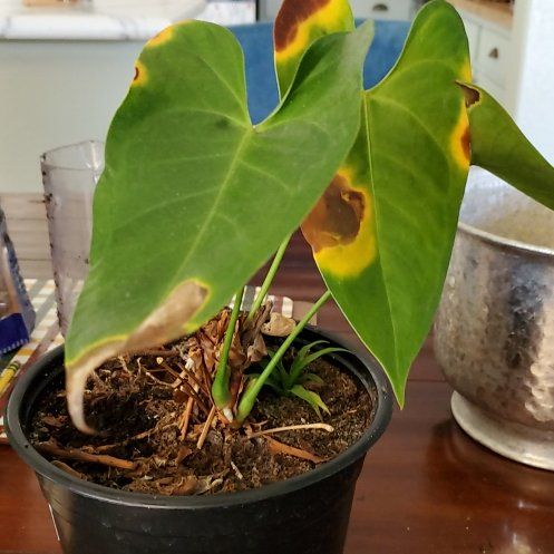 Plant care for Pleione 'Confirmation' on Greg, the plant care app