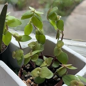 Photo of the plant species Callisia 'Gold' by @Shortvirginia named Dario on Greg, the plant care app