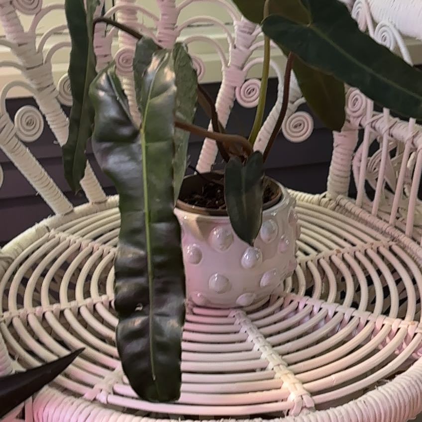 Photo of the plant species Philodendron atabapoense by @Shortvirginia named Margherita on Greg, the plant care app