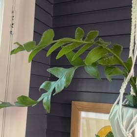 Photo of the plant species Shark Tooth Cactus by @Shortvirginia named Giovanni on Greg, the plant care app