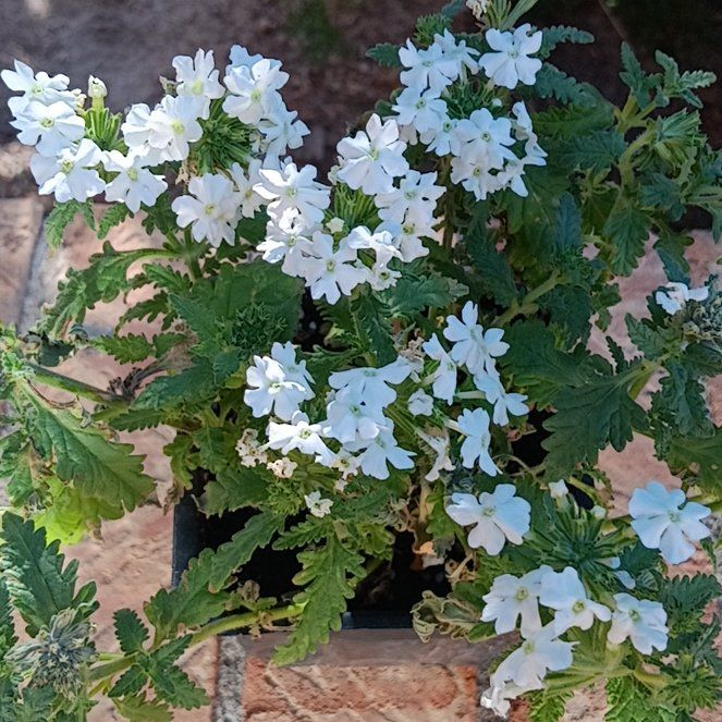 Photo of the plant species Goodding's Verbena by @WorthyValleyoak named Messi on Greg, the plant care app