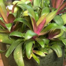 Photo of the plant species Sister's Bro by @RulerCurlylocks named Gobi on Greg, the plant care app