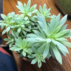 Photo of the plant species Dudleya Greenei by @RulerCurlylocks named Foxxy on Greg, the plant care app