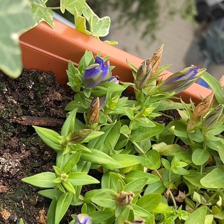 Photo of the plant species Rainier Pleated Gentian by @jhenthenewbie named Forrest on Greg, the plant care app