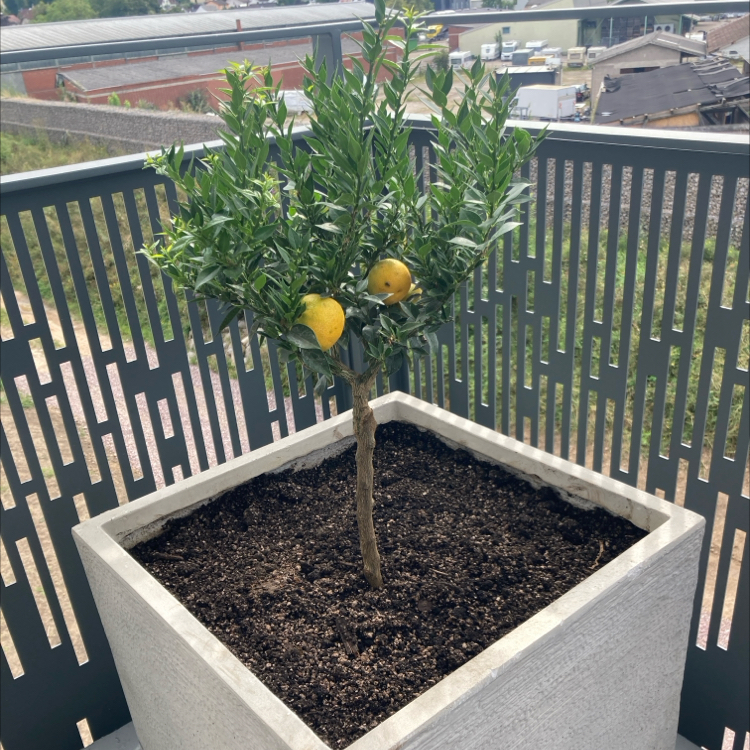 Photo of the plant species Chinotto by @SwiftCapsicum named Hamilton on Greg, the plant care app