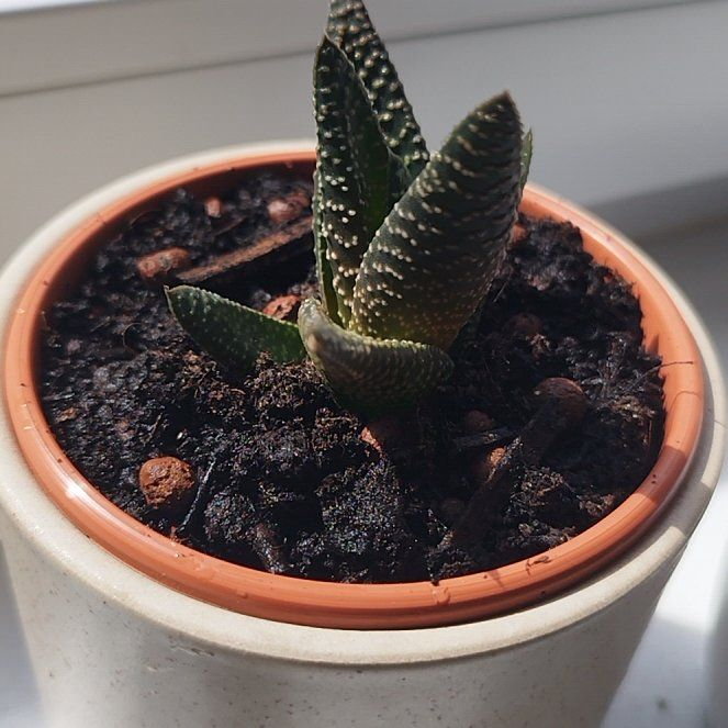 Photo of the plant species Royal Highness by @FullMelonspurge named Shakira on Greg, the plant care app