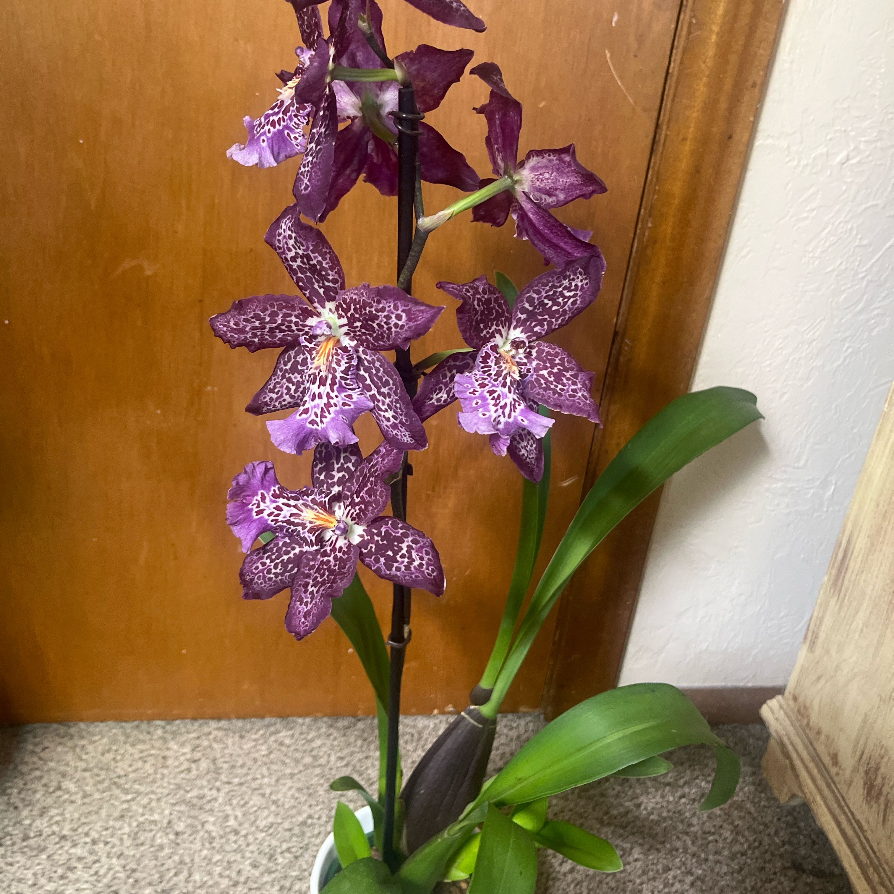 Photo of the plant species Beallara Marfitch 'Howard's Dream' AM/AOS by @WinWartyspurge named Uno on Greg, the plant care app