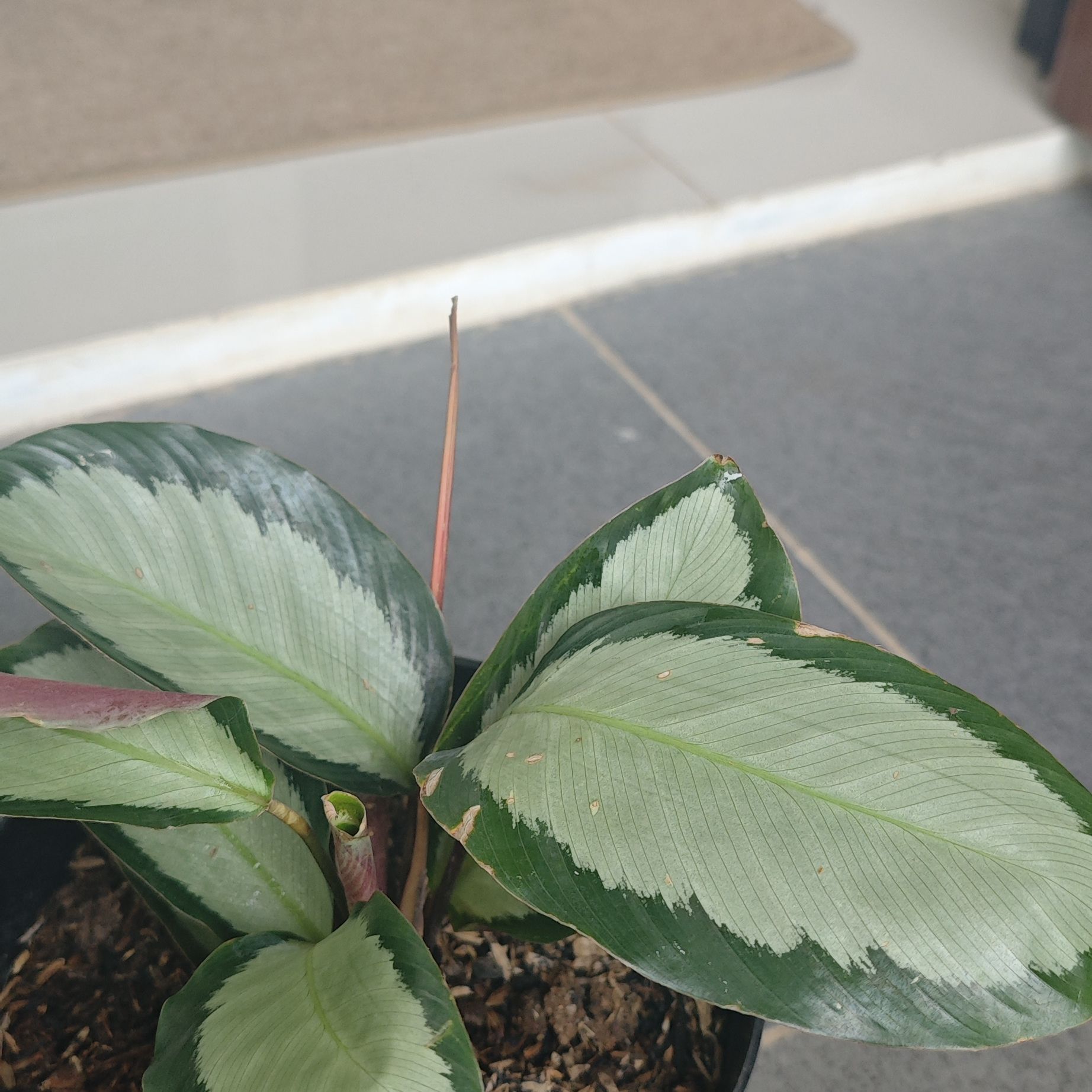Photo of the plant species Calathea 'Corona' by @SubtleRubbercup named James Dean on Greg, the plant care app
