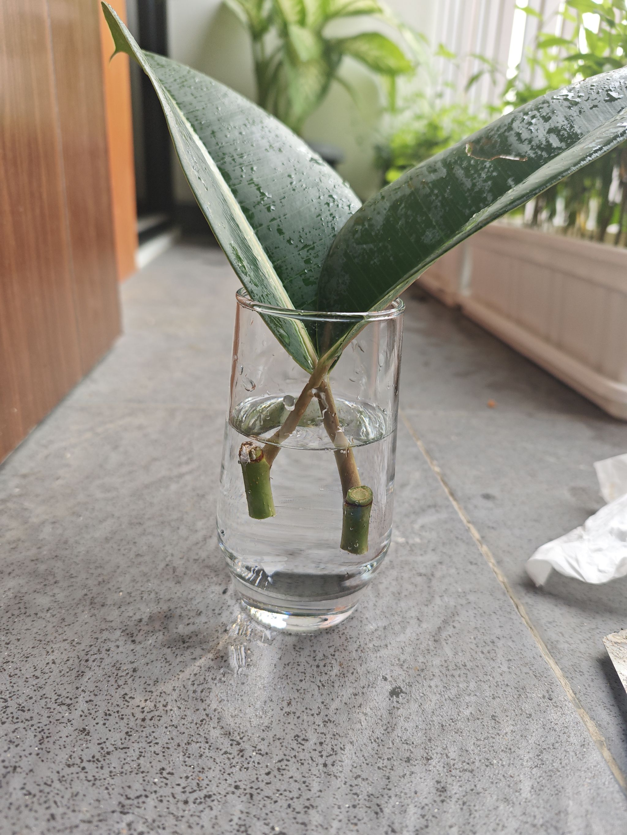 Propagating rubber plant