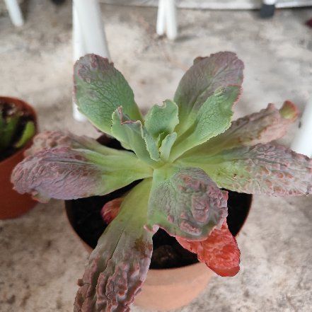 Photo of the plant species Echeveria Linguas by @ElderCanadaplum named Plato on Greg, the plant care app