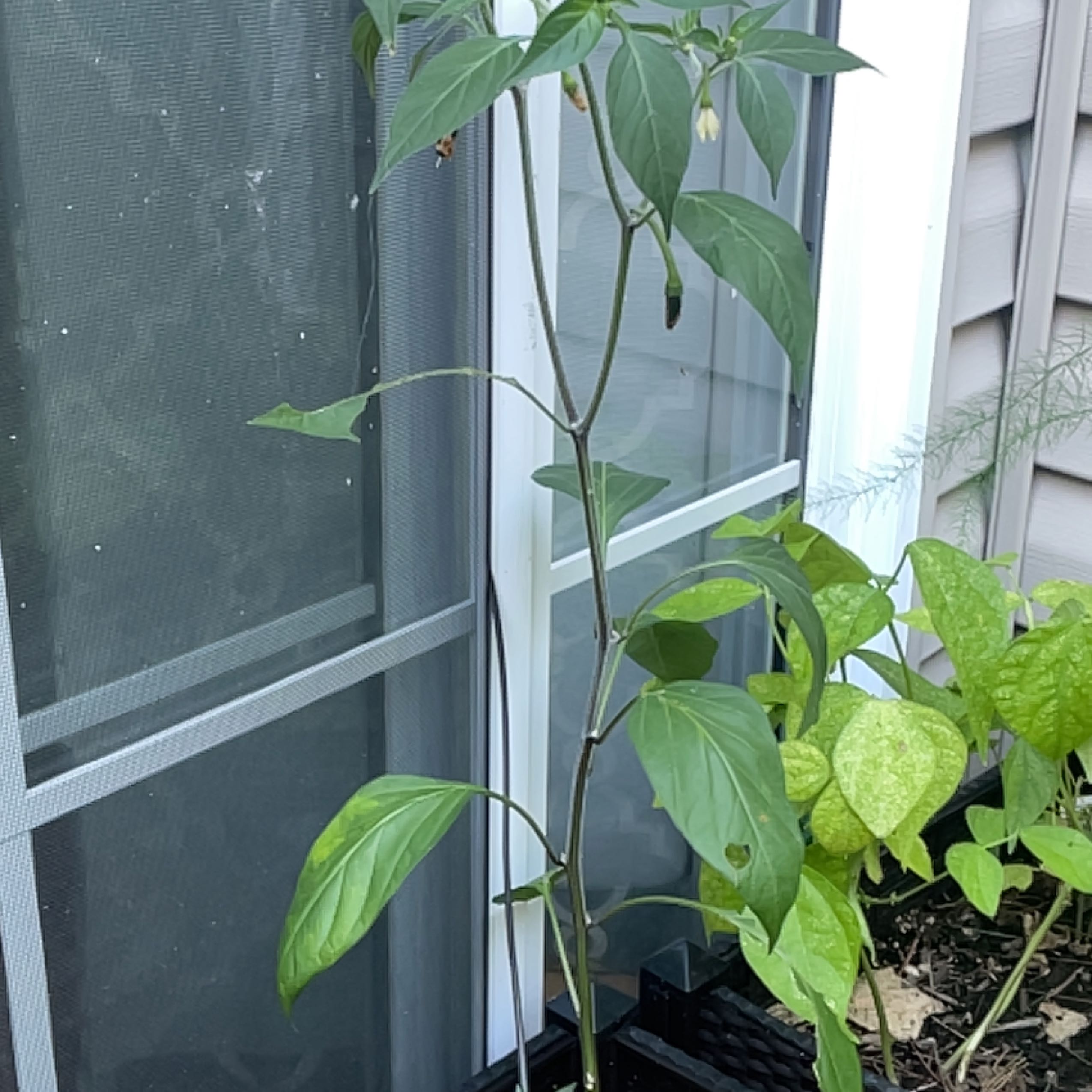 Photo of the plant species Hot Pepper by @AssistiveAnise named Beyonce on Greg, the plant care app
