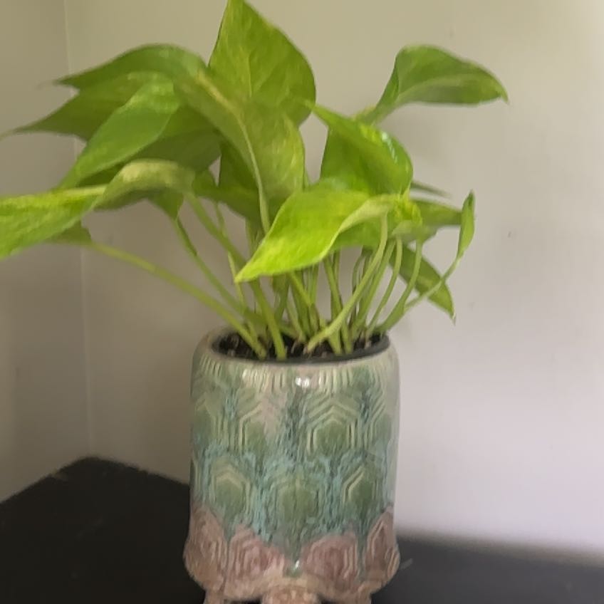 Photo of the plant species Sunshine Goddess Pothos by @HotBulbrugosum named Leaf Erickson on Greg, the plant care app