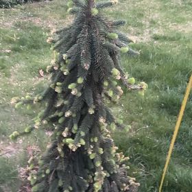 Photo of the plant species Norway Spruce by @HotBulbrugosum named Nora on Greg, the plant care app