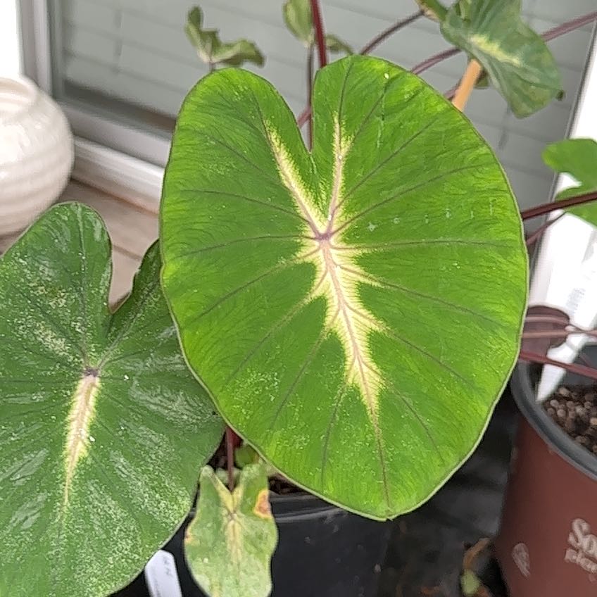 Photo of the plant species Waikiki by @MiracleFlatpea named Miley on Greg, the plant care app