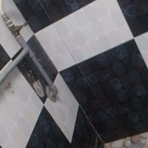 Photo of the plant species Alpine Aster by @SmileyCreambush named Demi on Greg, the plant care app