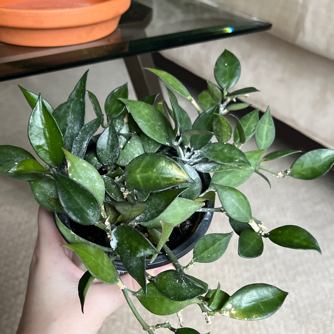 Hoya lacunosa plant with healthy green leaves and a white substance on leaves and stems.
