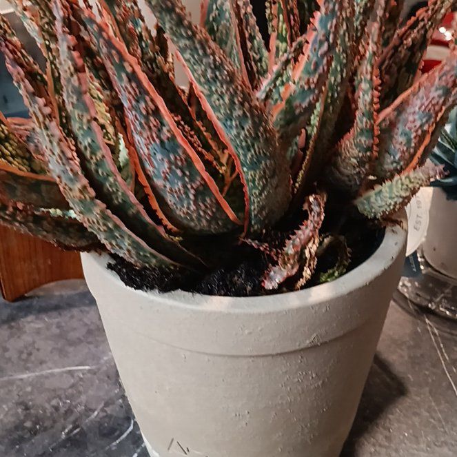 Photo of the plant species Aloe 'Crimson Dragon' by @KeenDatilpepper named Spicy on Greg, the plant care app