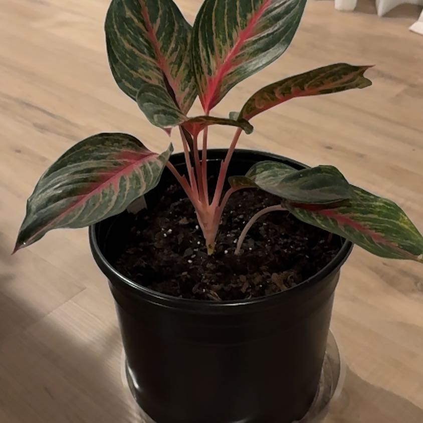 Photo of the plant species Chinese Evergreen 'Garnet Coltrane' by @ClassyOtanthus named Pax on Greg, the plant care app
