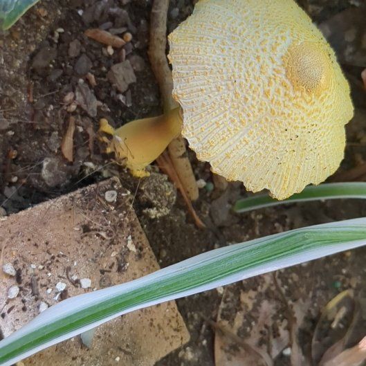 Photo of the plant species Breadfruit by @AvidLeopardlily named Sir Plancelot on Greg, the plant care app