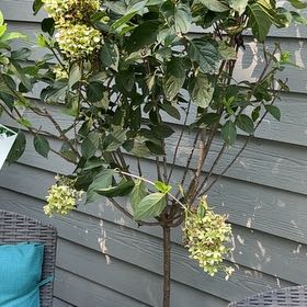 Photo of the plant species Panicle Hydrangea by @YernPetuniamix named Lacey on Greg, the plant care app