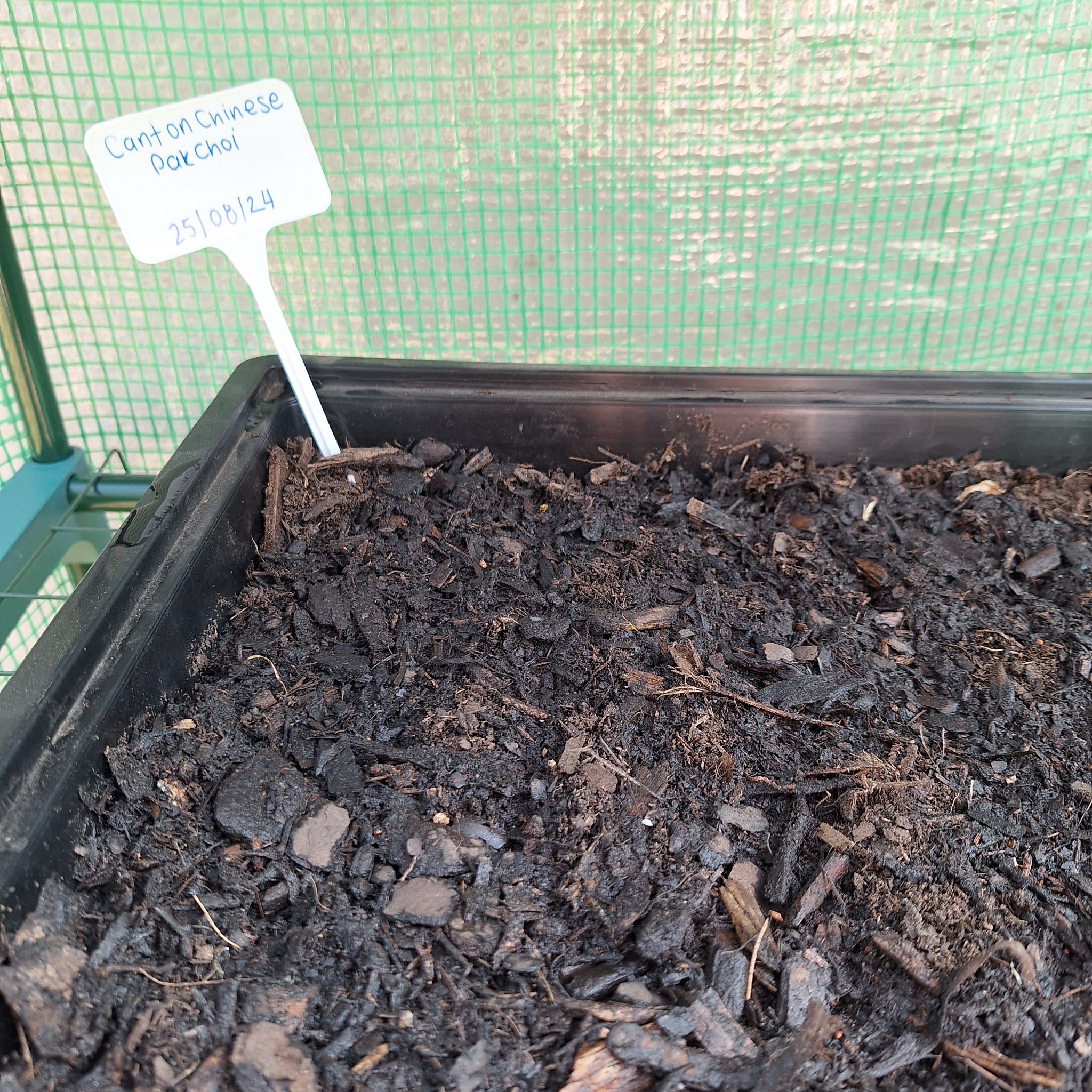 Photo of the plant species Bok Choy by @AvidPinkazalea named Winston on Greg, the plant care app