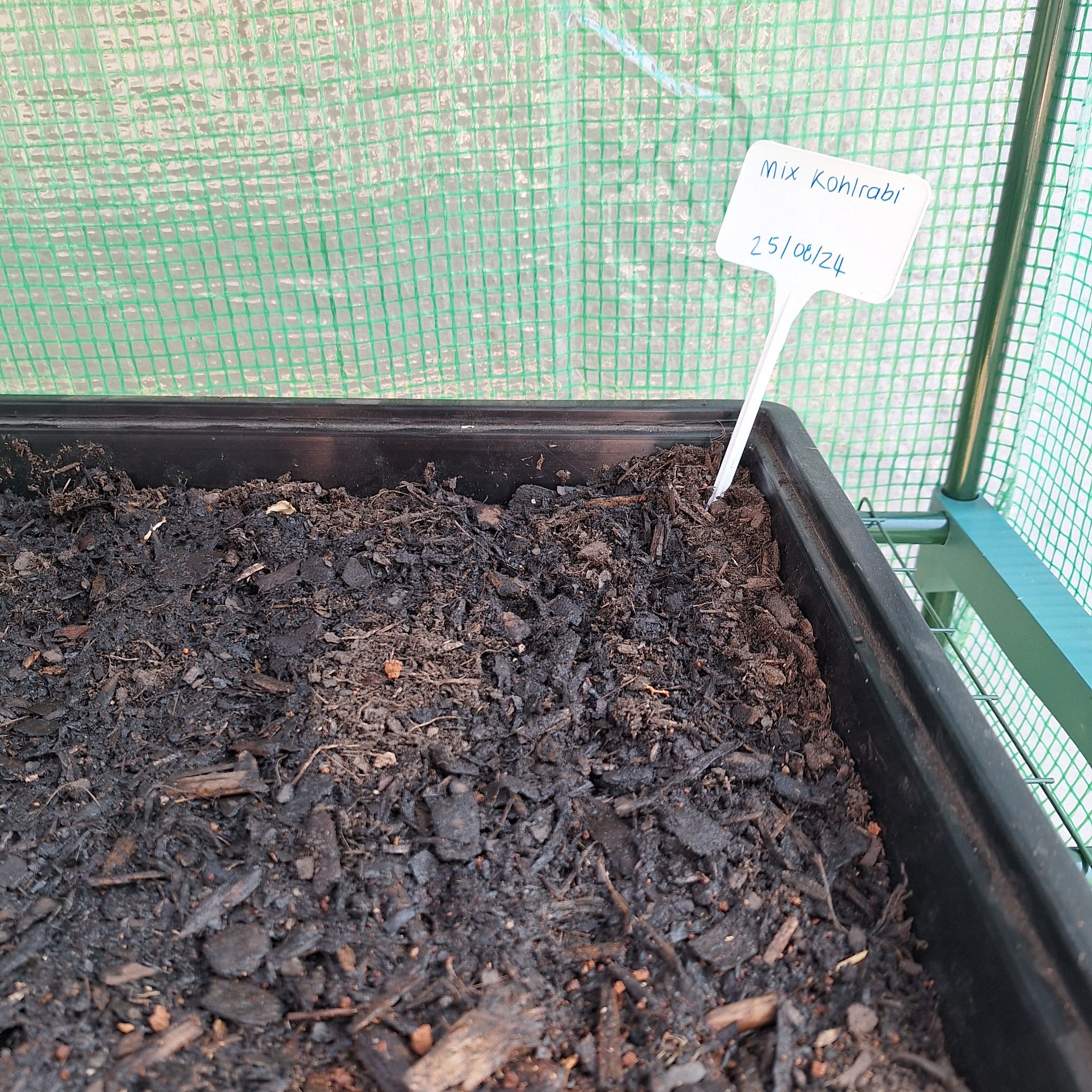 Photo of the plant species Kohlrabi by @AvidPinkazalea named Marilyn on Greg, the plant care app