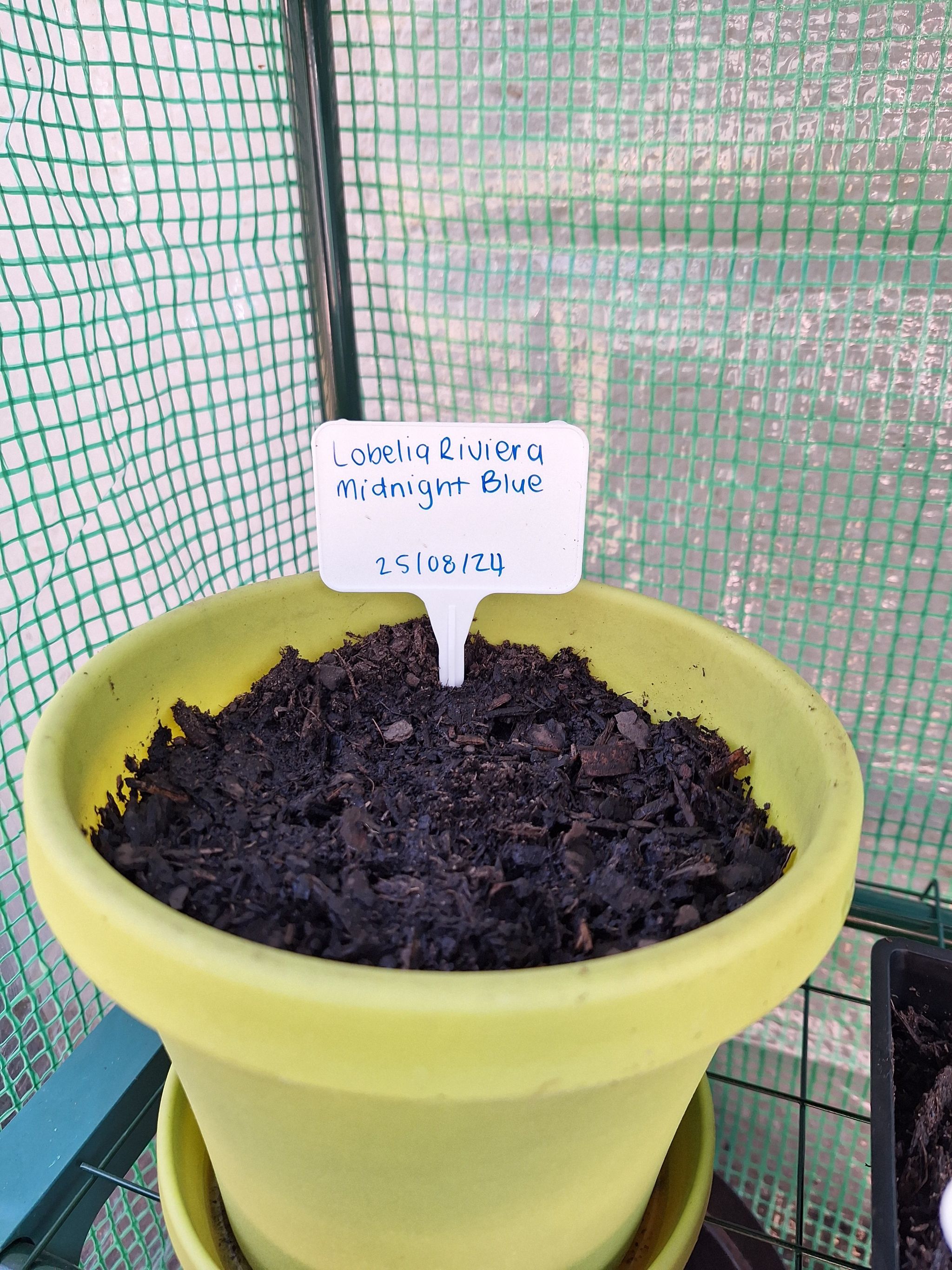 Photo of the plant species Great Blue Lobelia by @AvidPinkazalea named Girlfrond on Greg, the plant care app