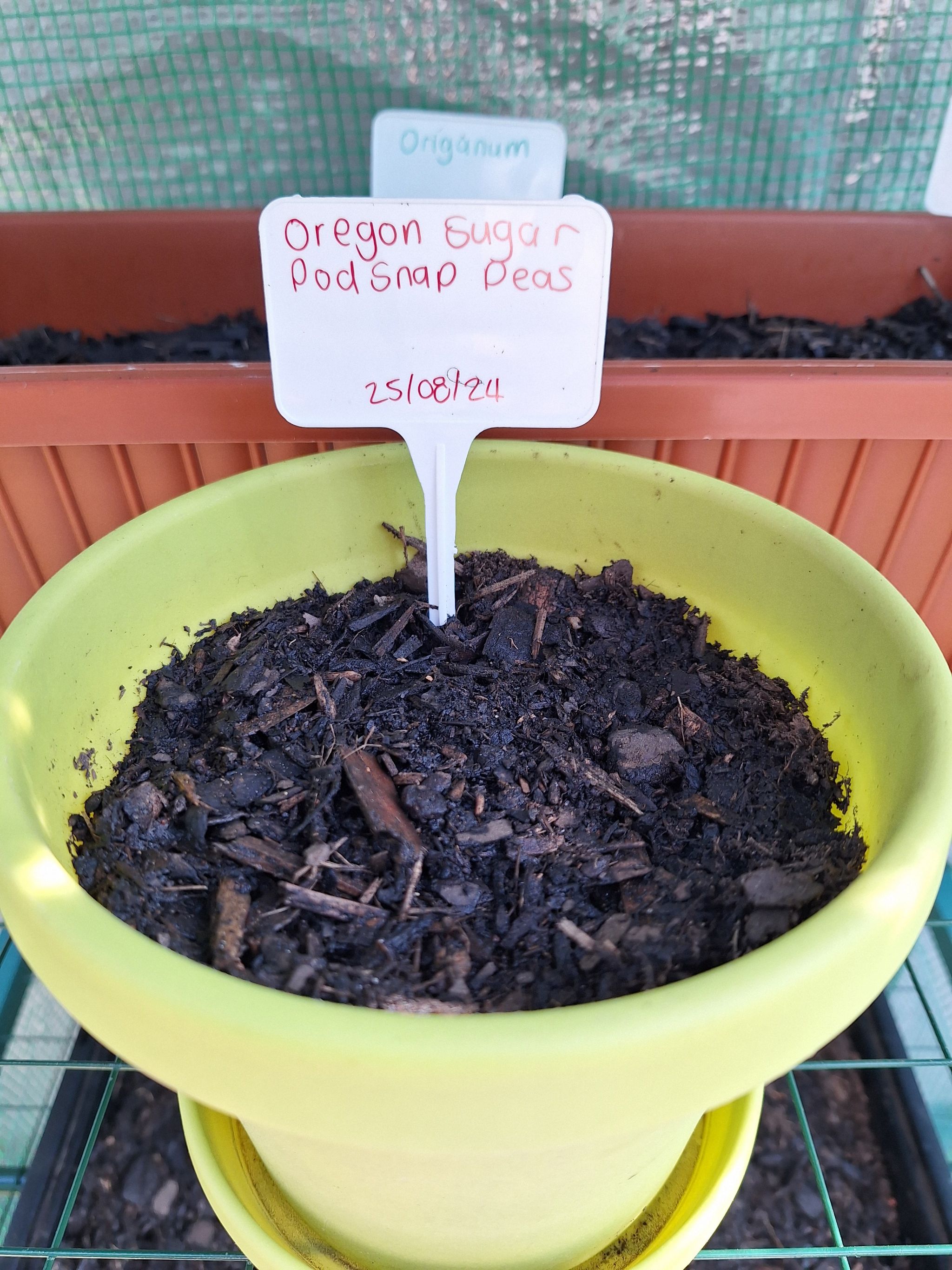 Photo of the plant species Snow Peas by @AvidPinkazalea named Plato on Greg, the plant care app