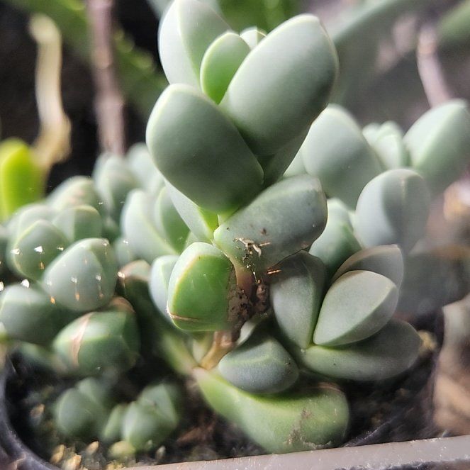 Photo of the plant species Assorted Corpuscularia by @FullTorreypine named Baesil on Greg, the plant care app