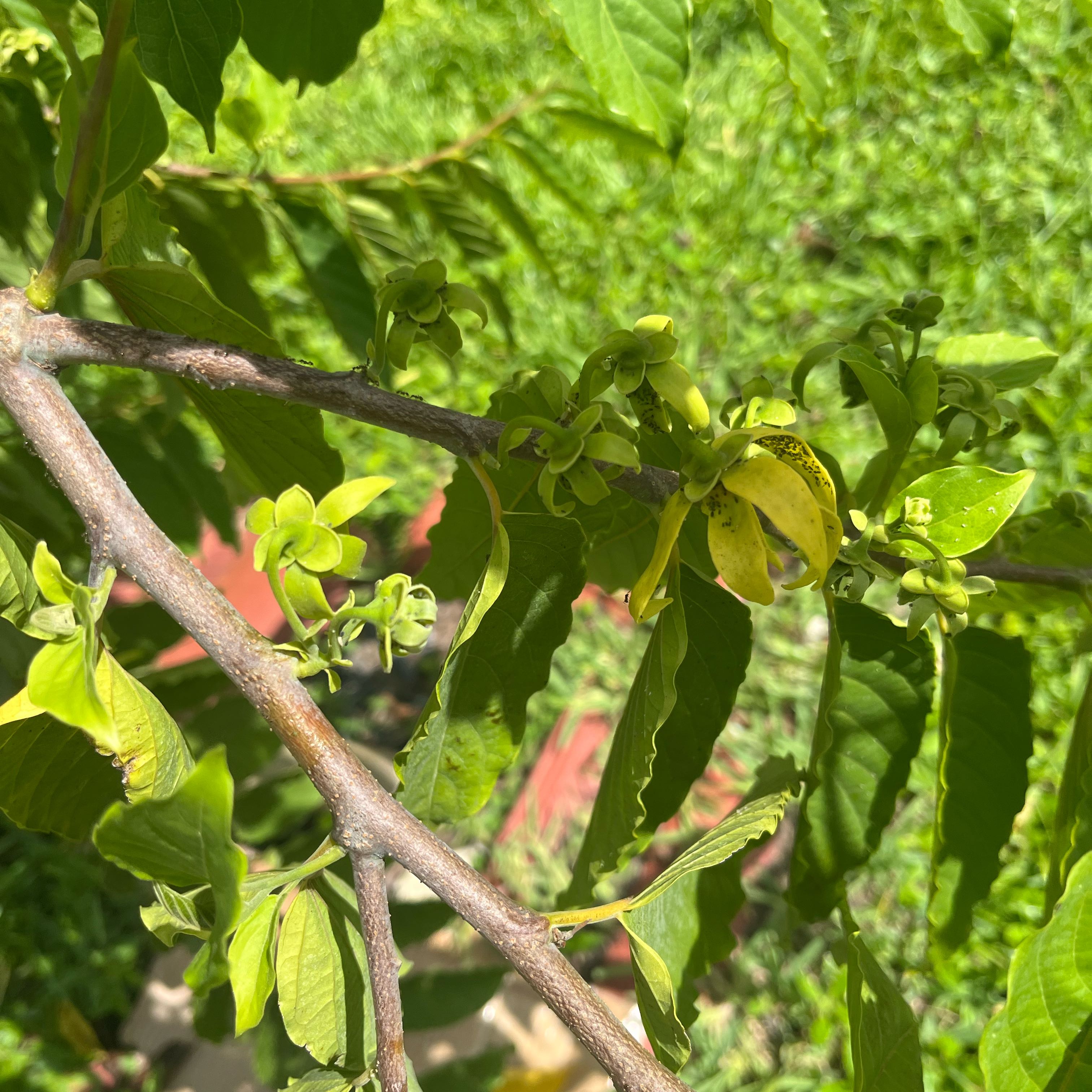 Photo of the plant species Ylang Ylang by @Greatwaterdock named Sol on Greg, the plant care app