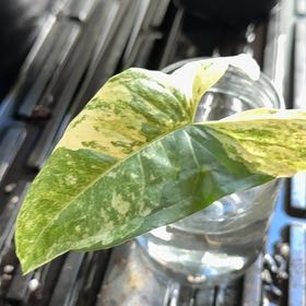 Photo of the plant species Alocasia 'Batik' by @PoetEuropeanash named Diana on Greg, the plant care app