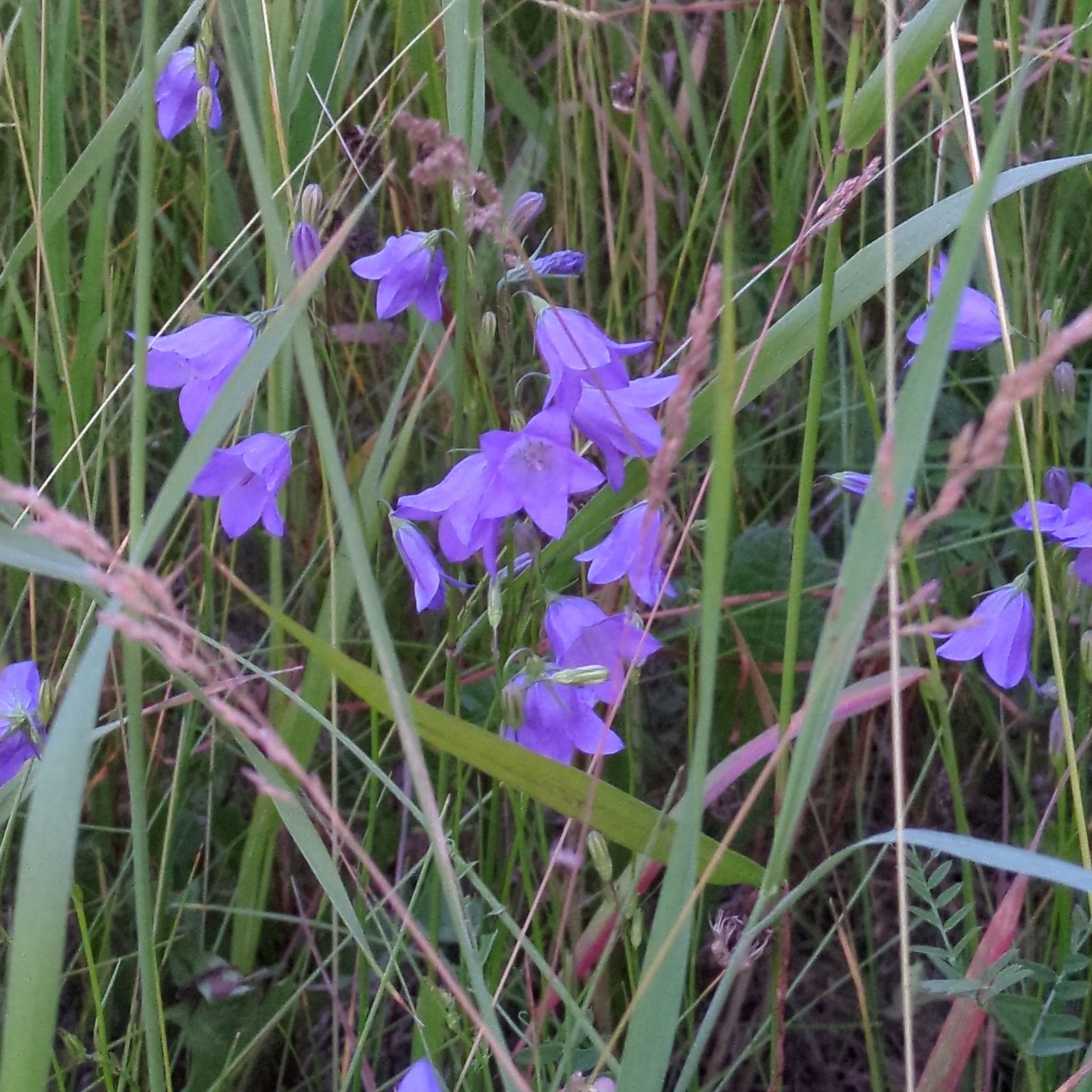 Plant care for Balloon Flower 'TwinkleTM Blue' on Greg, the plant care app