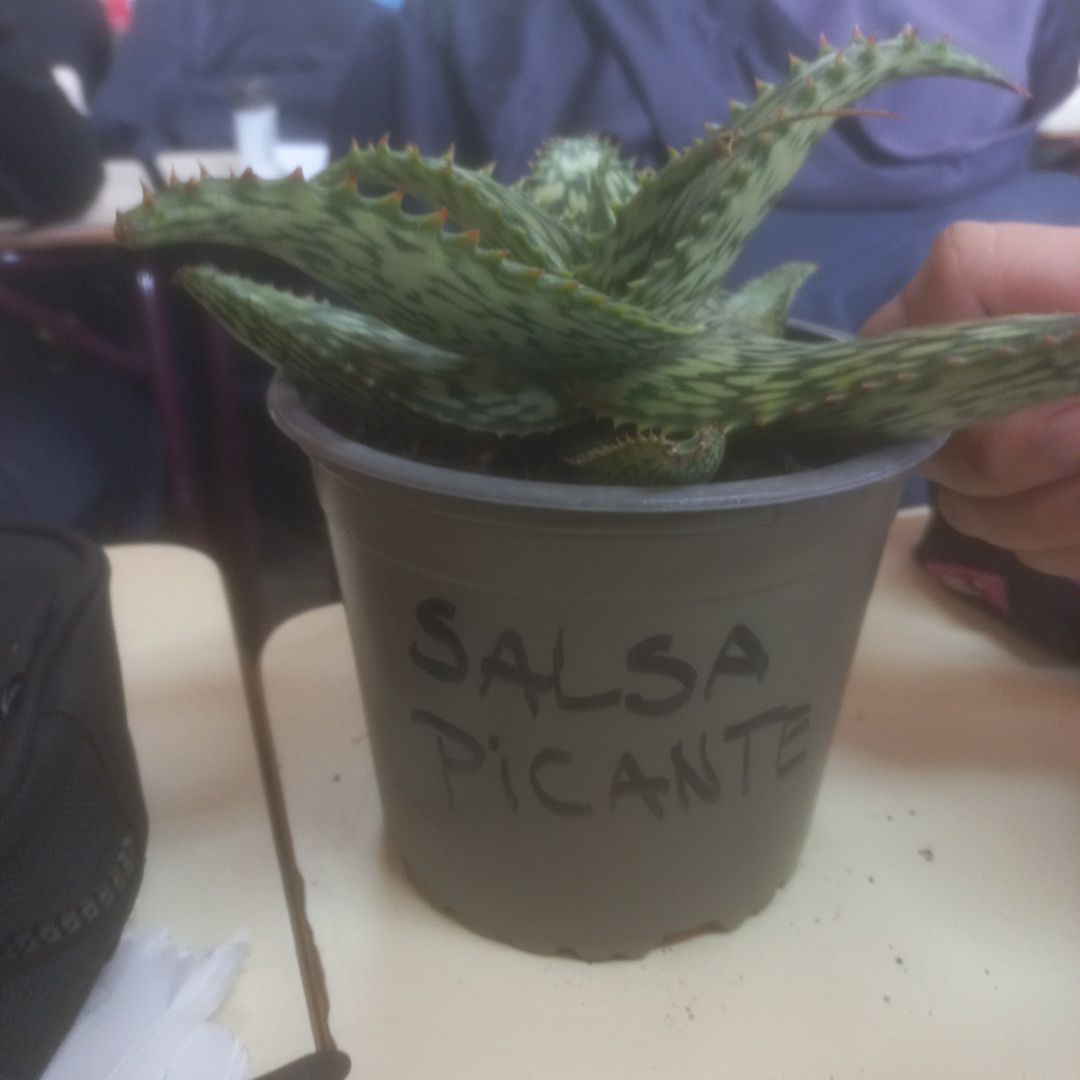 Photo of the plant species Aloe harlana by @IdolBlueburrito named Salsa Picante on Greg, the plant care app