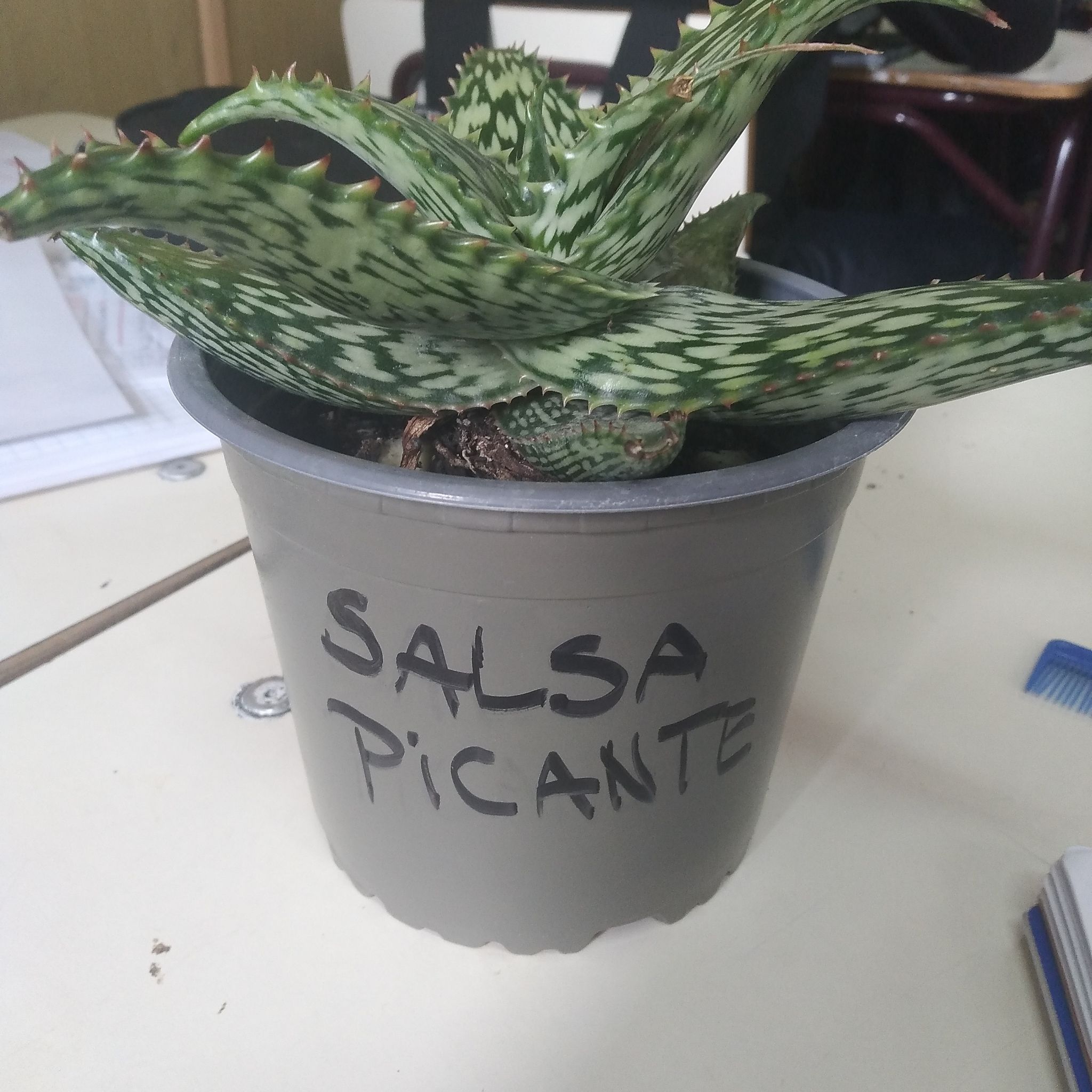 Photo of the plant species Aloe harlana by @RevealingSedum named Salsa picante on Greg, the plant care app